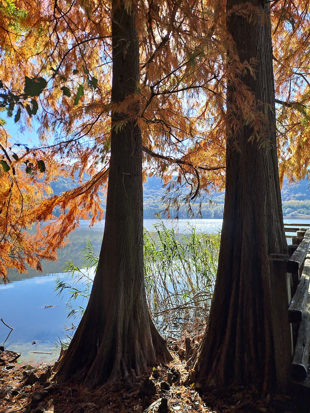 taxodium-montagna