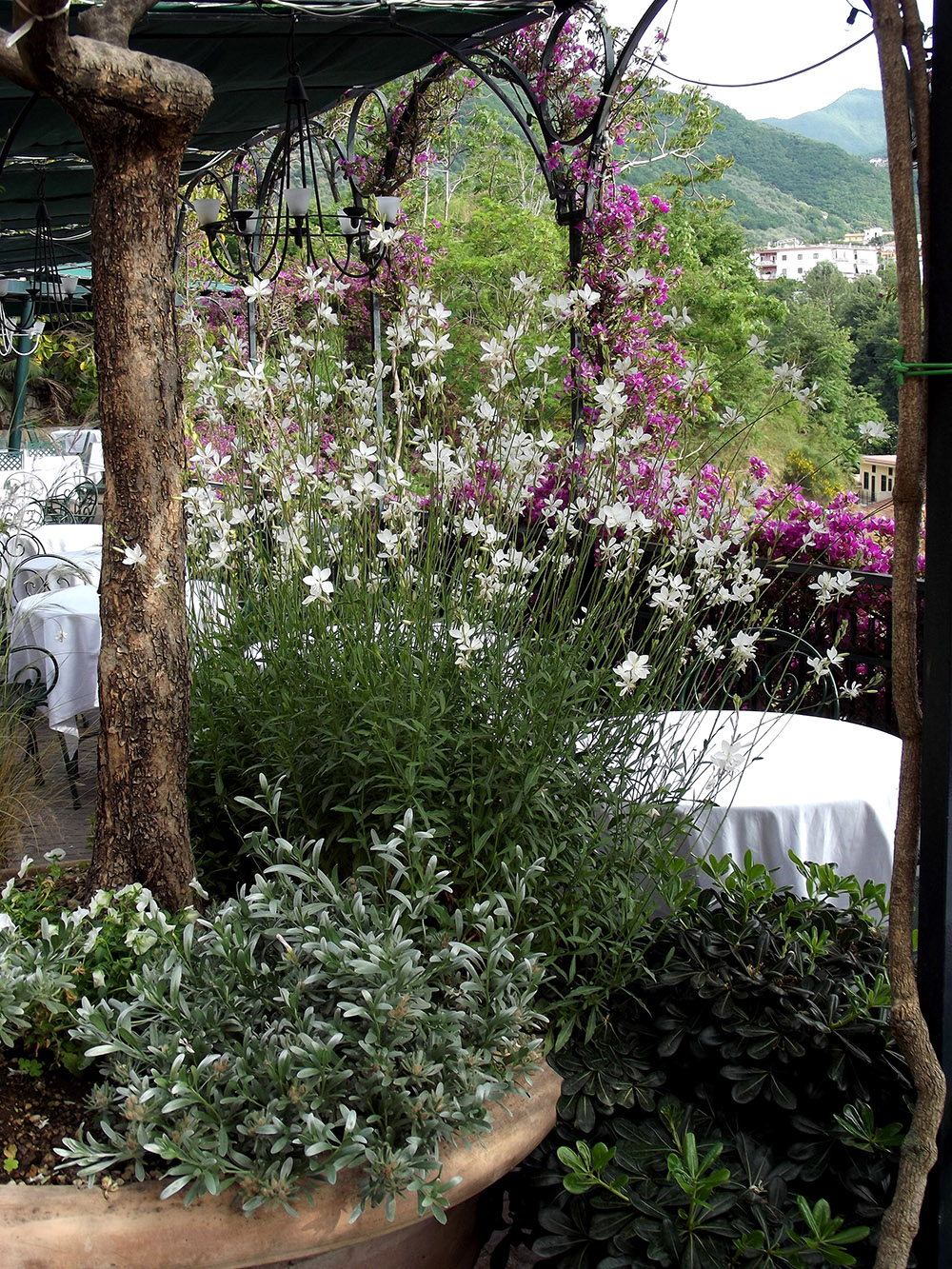 pergola con gelsomino